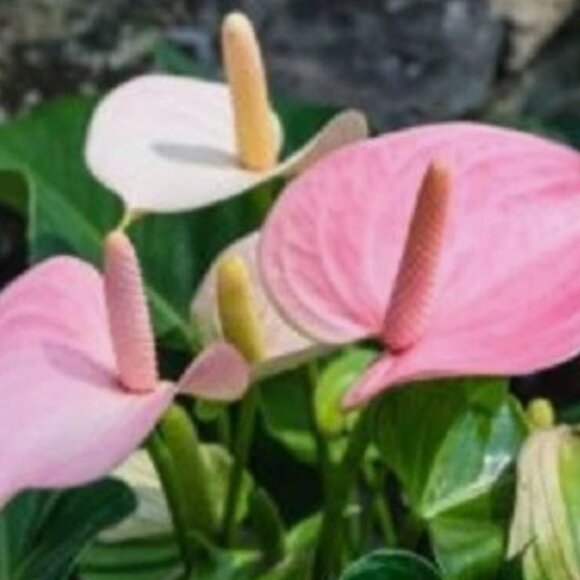 ADD $1 - 10 Anthurium Plant Seeds for Garden or Indoor 'flowers' Pretty Colours - Picture 5 of 6